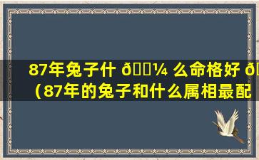 87年兔子什 🐼 么命格好 🌲 （87年的兔子和什么属相最配）